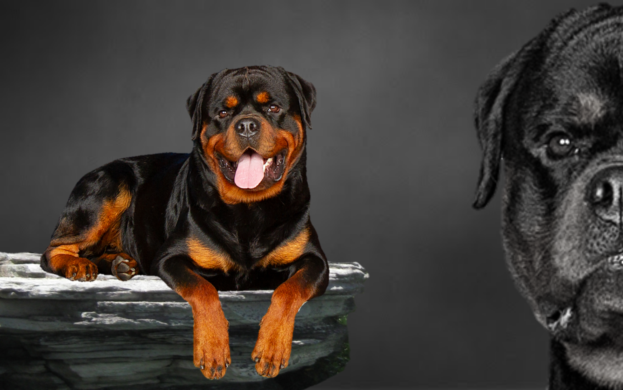 rottweiler-health-royalhaus-rottweilers